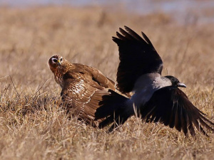 фото Віктора Севідова 