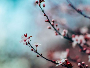 Фото із мережі Інтернет