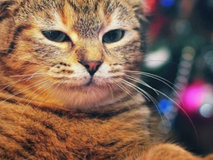 Изображение редакции krivbass.city