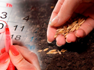 Садівникам, городникам і дачникам: місячний посівний календар на квітень