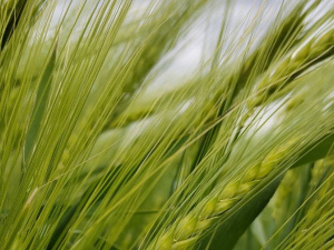 Фото редакції krivbass.city