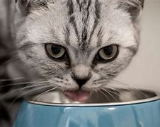 Годування кота - фото з відкритих джерел