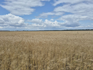 Фото редакції krivbass.city