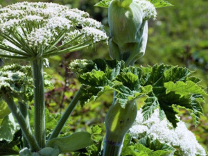 Как распознать ядовитый борщевик: ожоги и первая помощь