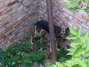 У Довгинцівському районі рятувальники дістали собаку, яка впала до ями