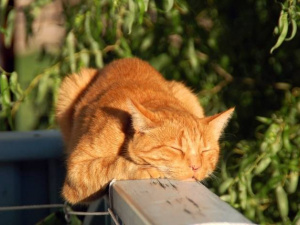 Фото редакції krivbass.city