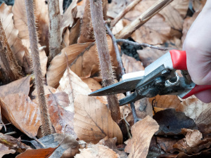 Обрізка малини восени: поради досвідчених садівників - фото з відкритих джерел