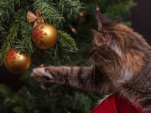 Котик біля ялинки, фото з відкритих джерел