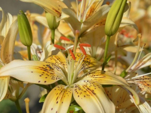 Фото із офіційної сторінки Криворізького ботанічного саду у соціальній мережі Facebook