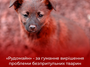 Червоні собаки у Кривому Розі: "Рудомайн" контролюватиме популяцію безпритульних тварин на промислових майданчиках