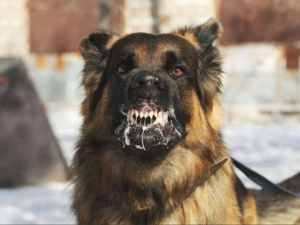 Фото з відкритих джерел