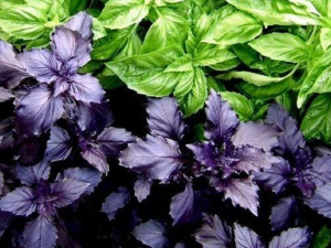 Базилік на вашій тарілці - фото з відкритих джерел