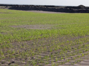 Північний ГЗК продовжує роботи із закріплення пилу на поверхнях