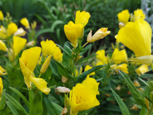 Фото редакції krivbass.city