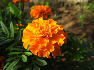 Як використати чорнобривці з користю - фото з відкритих джерел