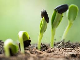 Перші пагони - фото з відкритих джерел