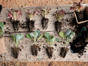 Зображення від Freepik