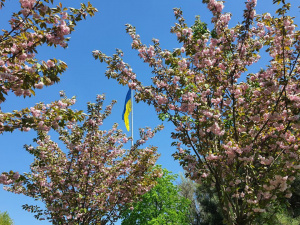 Синоптики обіцяють заморозки у вихідні: якою буде погода у Кривому Розі