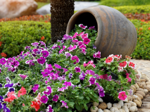 Секрети розкішного цвітіння петуній - фото з відкритих джерел