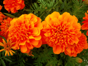 Як ці квіти рятують сад, і що з ними робити восени - фото з відкритих джерел