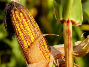 Фото із мережі Інтернет