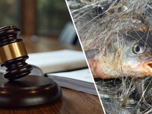 Фото з відкритих джерел