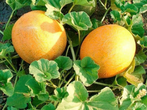 Фото з відкритих джерел