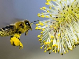 Фото із мережі Інтернет