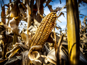 Фото пресслужби Дніпропетровської ОВА