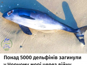 Загинуло понад 5 000 дельфінів: біолог про ситуацію в Чорному морі