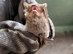 Фото пресс-службы ГСЧС Днепропетровской области