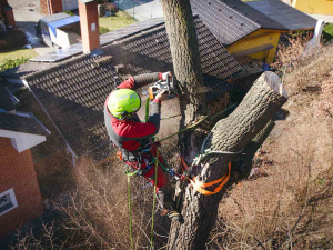 Помилки під час спилювання дерев, які можуть дорого коштувати - фото з відкритих джерел