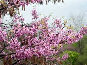 Фото із офіційної сторінки Криворізького ботанічного саду у соціальній мережі Facebook