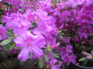 Криворізький ботсад продовжує збір коштів на обладнання для обігрівання