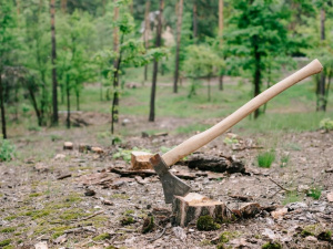 Викорчовувати чи залишити: що робити з пнем на дачі - фото з відкритих джерел