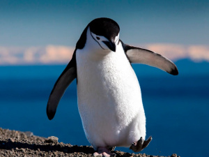 Чому милий пінгвін може бути небезпечним - фото з відкритих джерел