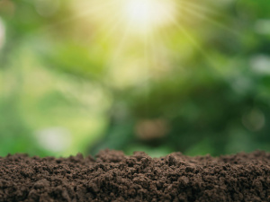 Як зрозуміти, який ґрунт у вас на городі - фото з відкритих джерел