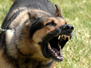 Фото з відкритих джерел