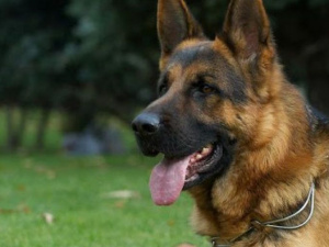 Фото із мережі Інтернет