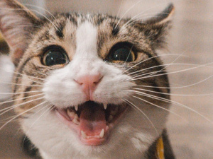 Що означають незвичайні поведінкові «капризи» кота - фото з відкритих джерел