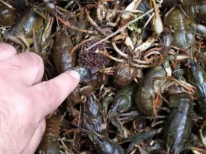 Фото пресс-службы Криворожского отдела полиции