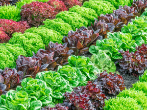 Подвійний врожай салату з однієї грядки - фото з відкритих джерел