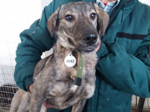 У Кривому Розі продовжують відлов та стерилізацію безпритульних собак