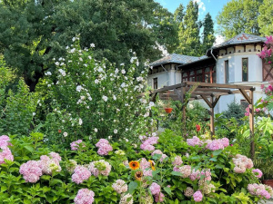Як прикрасити сад за мінімальні гроші: найкращі однорічні рослини - фото з відкритих джерел