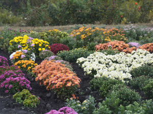 Фото Криворізького ботанічого саду/ Facebook