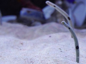 Фото BBC Україна