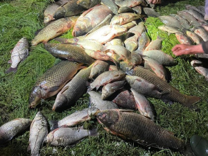 Рибний день: у Криворізькому районі троє рибалок витягли сітками понад центнер риби