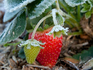 Весняний догляд за полуницею: коли починати роботи