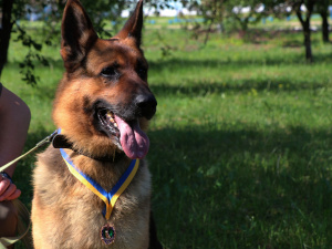 Медаль «За віддану службу»: у Кривому Розі нагородили службового собаку Джека