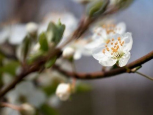 Фото із мережі Інтернет
